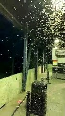 Large Gathering of Moths at Grouse Mountain