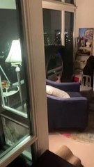 Sphynx Cat Doesn't Like Being Filmed While Exercising