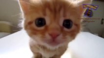 Little kittens meowing and talking - Cute cat video