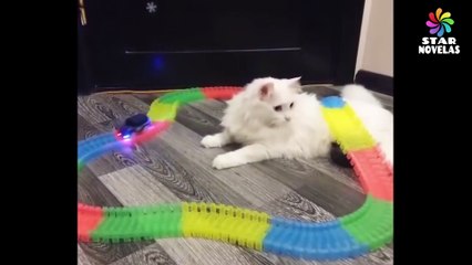 videos  graciosos de gatos en tik tok