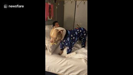 Adorable Texas pitbull LOVES his pajamas