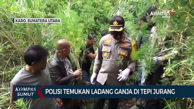 Polisi Temukan Ladang Ganja di Karo