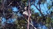 Koalas given a new place to recover after last summer's fires