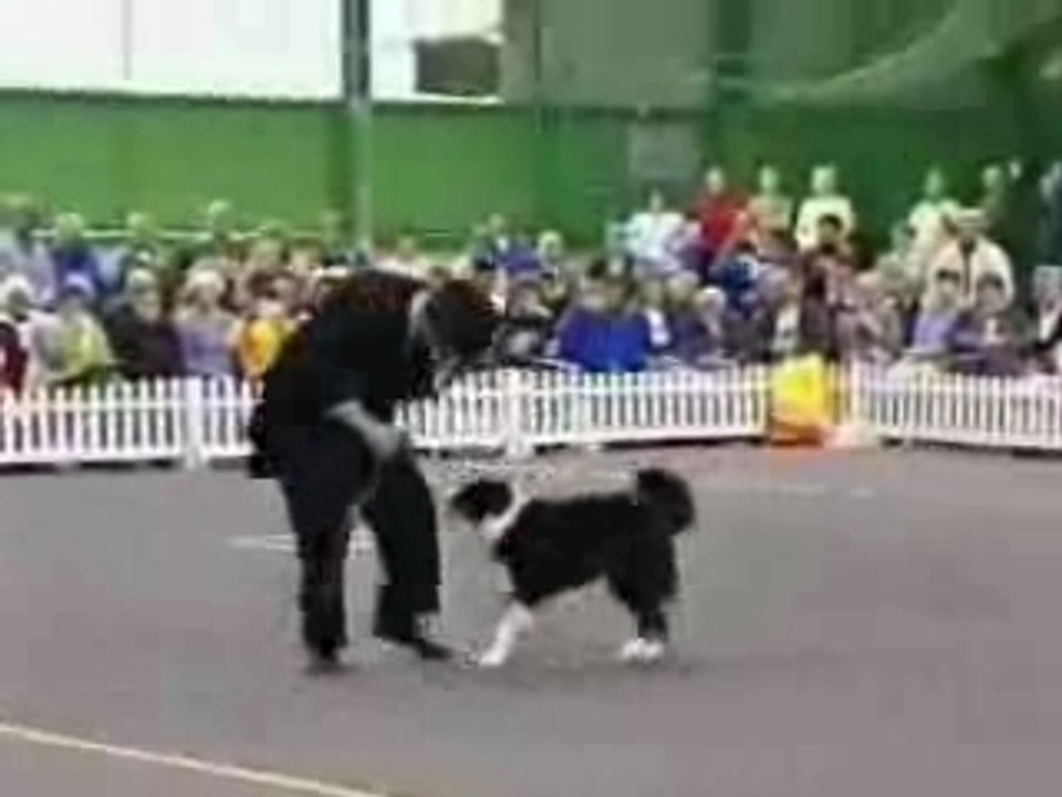 Charlot e o cão