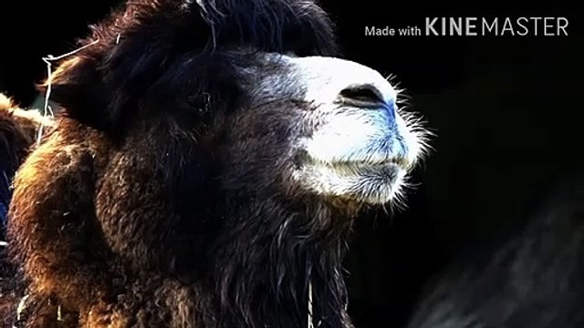 qurbani ka janwar kaisa nahi rahna ? | Qurbani ke masail | खुर्बानी का जानवर कैसा नहीं रहना ?