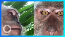 Monyet curi HP mahasiswa, plus berfoto selfie - TomoNews