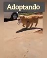 Aprendiendo de los Animales