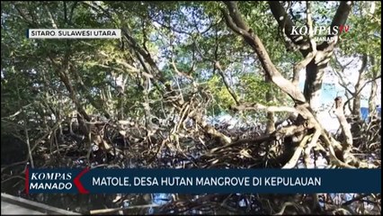 Matole, Desa Hutan Mangrove Di Kepulauan