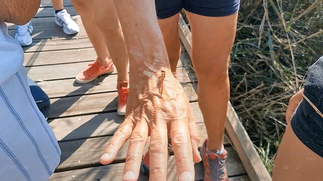 Vauvert/Gallician : découverte des libellules au centre de découverte du Scamandre