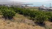 Erciş Belediyesi üzüm bağlarının bağ bozumunu yaptı