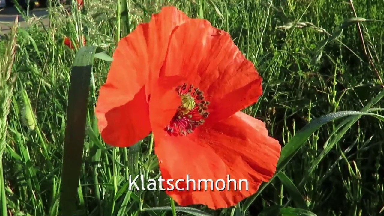 Klatschmohn