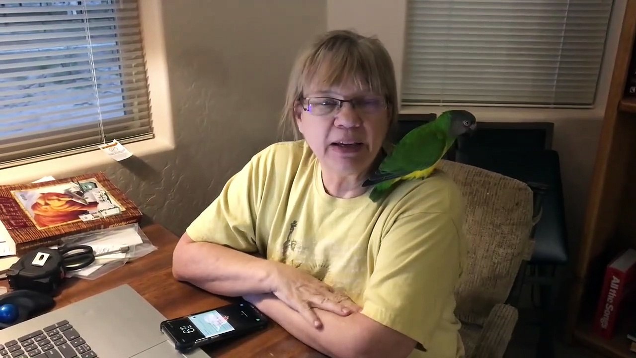 Found Cockatoo Story pt2 - Finding the Rightful Owner