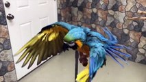 Rachel Blue and Gold Macaw - Showering Macaw