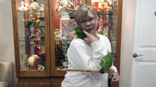 Senegal Parrot Pair for Adoption at Ginger's Parrot Rescue - Cookie & Otis