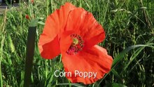 Corn Poppy