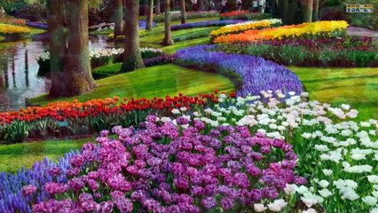The Most Beautiful Tulips in the World