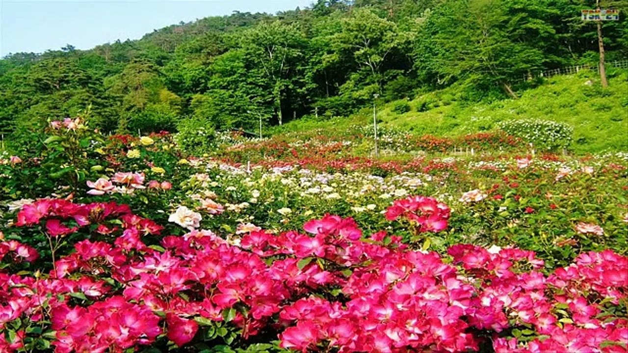 Top 10 Most Beautiful Flower Gardens in Japan