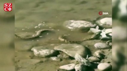 Turna balığını avlayan yılan görüntülendi