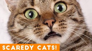 Funniest Scaredy Cat Compilation 2018 _ Funny Pet Videos!