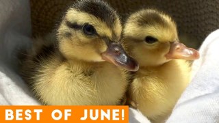 Ultimate Animal Reactions & Bloopers of June  2018 _ Funny Pet Videos