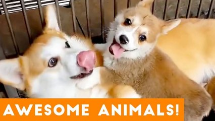 Most Amazing Animas on Earth Compilation 2018