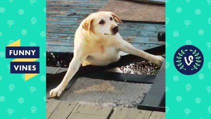 [30 MIN] ULTIMATE Kids & Animals Fails Compilation