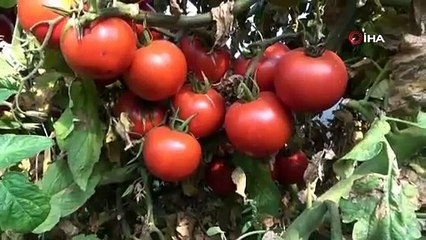 Tarlada 40 kuruşa düşen domatesin kilosu markette 2.4 liradan başlıyor