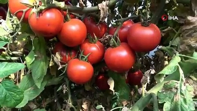 Tarlada 40 kuruşa düşen domatesin kilosu markette 2.4 liradan başlıyor