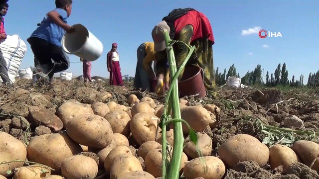 Cipslik patates satış fiyatları üreticisinin yüzünü güldürüyor