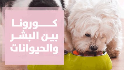 طبيبة بيطرية توضح صحة ما ينقل عن نقل الحيوانات الأليفة لفيروس كورونا للبشر