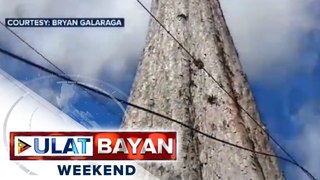 Toog tree na nasa 300 taon na, itinuturing na pinakamatandang puno sa Pilipinas; DENR, planong putulin ang Toog tree para maiwasan ang posibleng aksidente sa mga residente