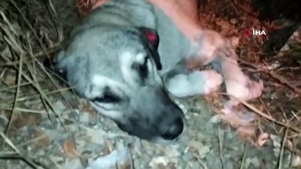 Tırın ezdiği köpeğin imdadına 'hayvan dostları' koştu