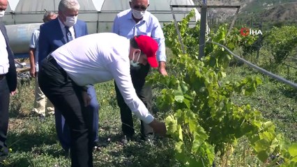 Eline makası alan Vali üzüm hasadı yaptı