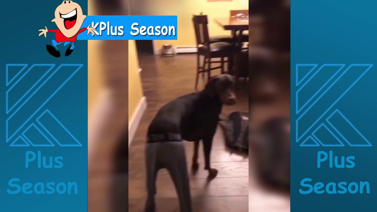 Funny Dog Video Compilation | Funny Pet Videos