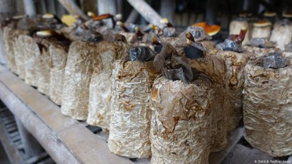 إندونيسيا: أزياء مصنوعة من الفطر