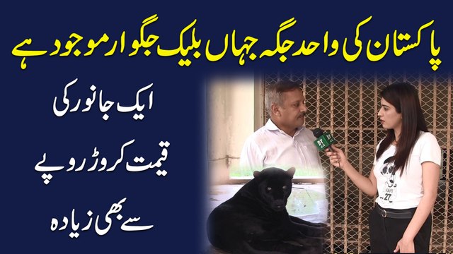 Pakistan ki wahid jaga jaha Black Jaguar mojud hai, aik janwar ki qeemat crore ropay se b ziada...