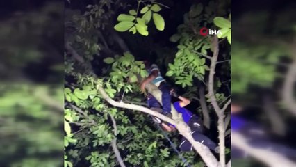 Ceviz dökmek için çıktığı ağaçta mahsur kaldı, AFAD kurtardı