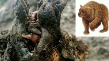 39,000 Year old Ice Age cave bear mummy discovered in Arctic Russia, आर्कटिक रूस में 39,000 साल पुरानी आइस एज गुफा भालू की खोज की, В российской Арктике обнаружена мумия пещерного медведя, возрастом 39000 лет, Découverte d'une momie d'ours des cavernes de
