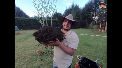 como trasplantar ají amarillo en producción / Como trasplantar chile /ají amarillo trasplante.