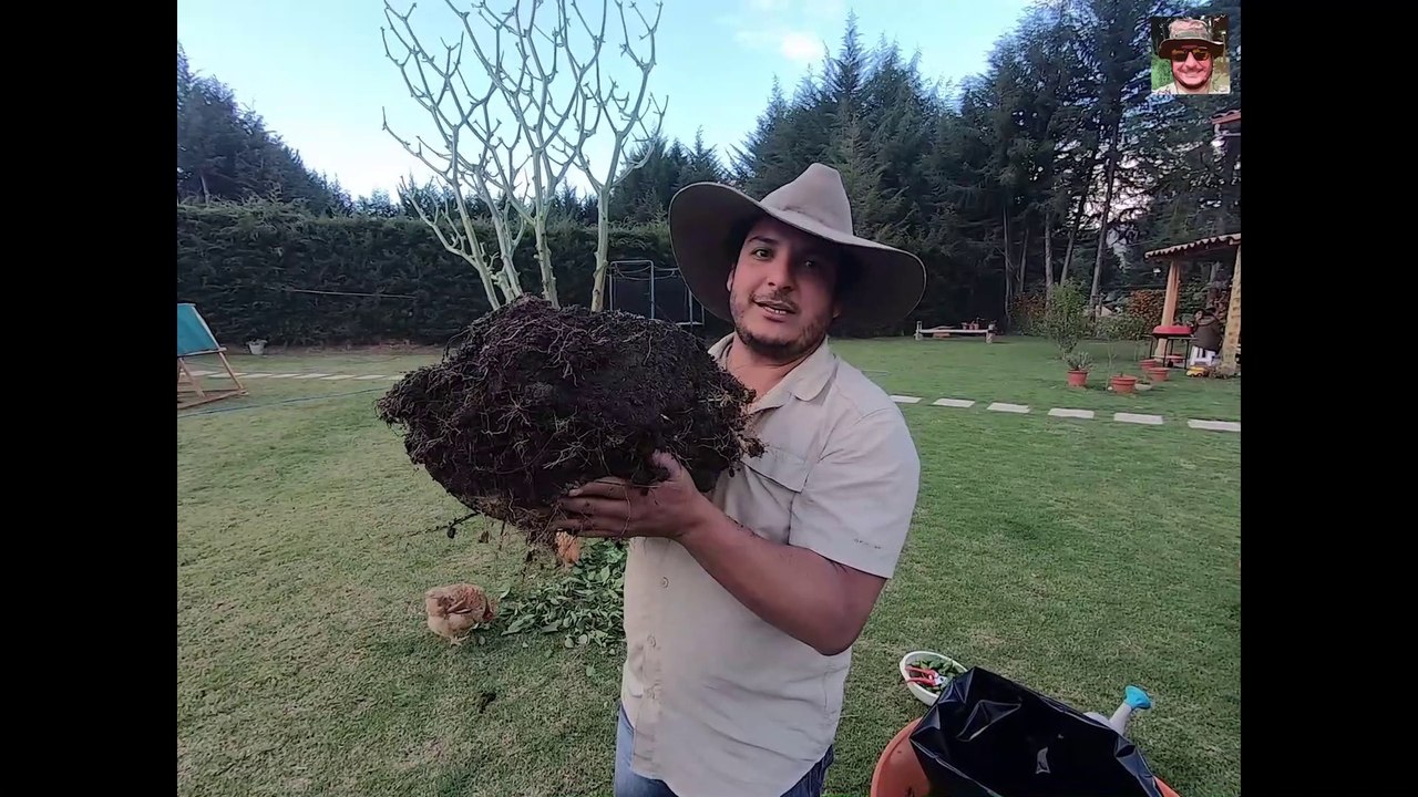 como trasplantar ají amarillo en producción / Como trasplantar chile /ají amarillo trasplante.