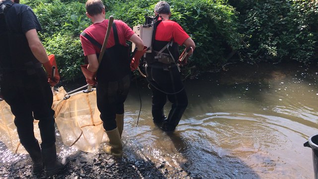 Pêche électrique des anguilles sur le Nançon