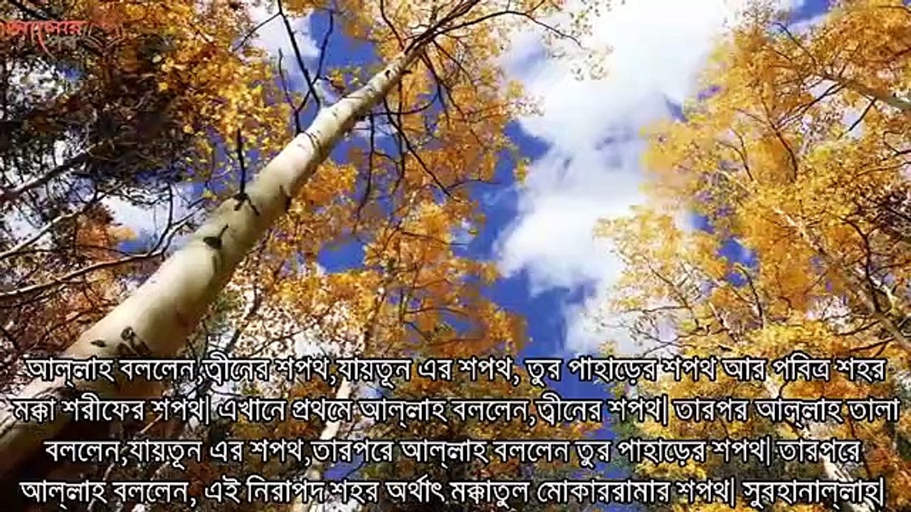 এটি জান্নাতের গাছ!! এই গাছের সিদ্ধ করা পানি খেলে কি কি উপকার হয় জানলে অবাক হবেন@ Suravee Azad's World