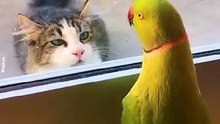 Parrot bird Cute compilation
