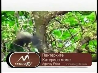 Пантерките - Катерино моме / Panterite - Katerino mome