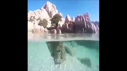 Cet arbre magnifique a ses racines qui poussent sous l'eau