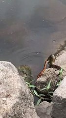 Snake Grabs Kids Bream While Fishing