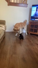 Golden and Kitty are Best Buds