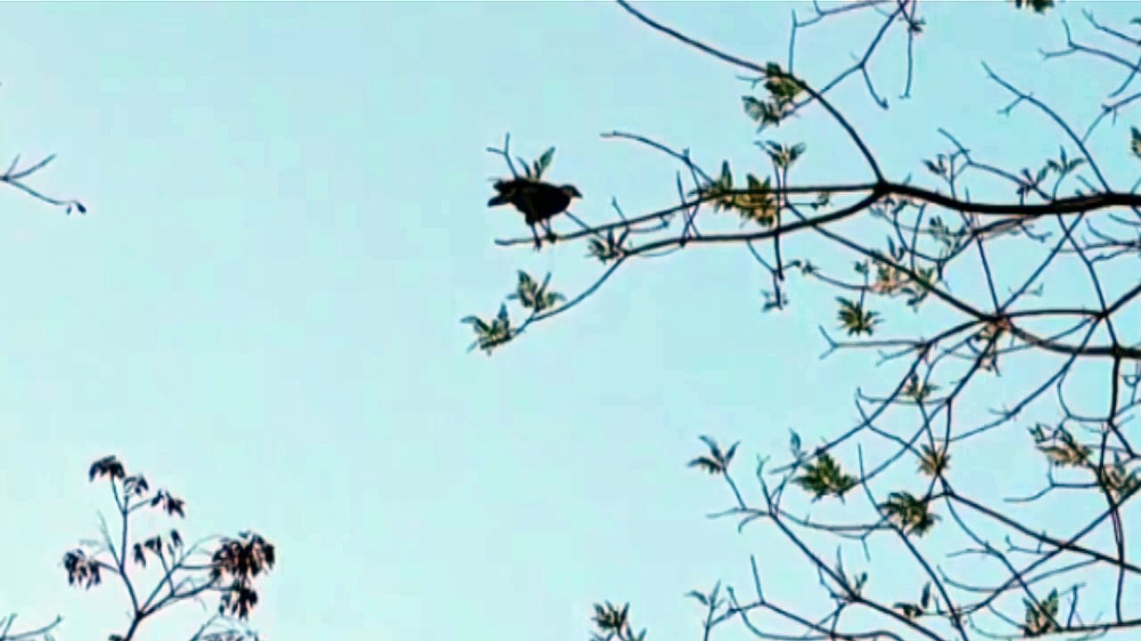 Gavião fica preso em topo de árvore por conta de linhas de pipa e Bombeiros são mobilizados