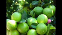 ¿TE GUSTA EL AGUA DE LIMÓN? DESCUBRE LOS BENEFICIOS DE ESTA BEBIDA