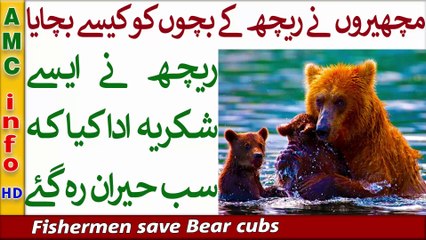 14 Mama Bear Is Forced To Save Herself As fishermen tried To save Her Babies